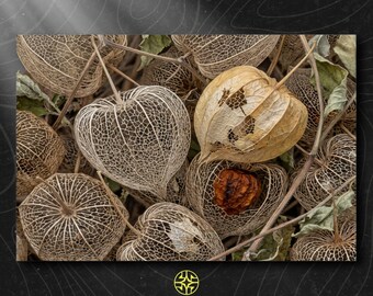 Puede incluir: Una colección de cáscaras de physalis secas con intrincados patrones de venas similares al encaje en tonos beige y bronceado. Una cáscara está parcialmente abierta, revelando una pequeña fruta de color naranja oscuro. El texto ASSEMBLE WONDER aparece abajo.