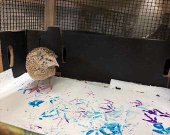 Œuvre d'art personnalisée créée par une caille – Une œuvre d'art originale réalisée par une caille, une pièce unique, un cadeau original pour les amoureux des oiseaux