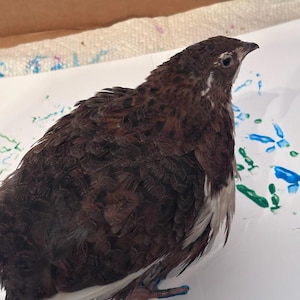 Könnte beinhalten: Eine kleine Wachtel mit dunkelbraun und schwarz gesprenkeltem Gefieder auf Rücken und Flügeln, das an Brust und Bauch in helleres weißes und graues Gefieder übergeht. Der Vogel hat einen spitzen, dunklen Schnabel und ein kleines, waches Auge.