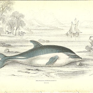 Whale Print - Whale Art - Whale Decor - Whale Illustration - &quot;DELPHINUS&quot; - Whale Wall Decor - Whale Wall Hanging - Whale Gift - Whale Lover