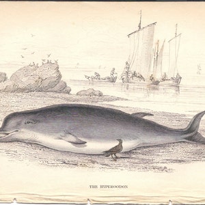 Antique Whale Print - Hand-Colored Wood Engraving 1837 Marine Art Wall Decor Vintage Illustration Gift