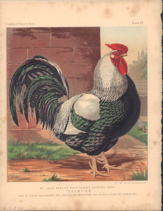 Rooster Kitchen Decor Rooster Decor Chicken Decor Etsy