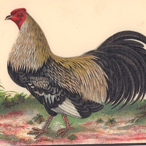 Rooster Decor, Chicken Decor, Rooster Kitchen Decor, Vintage Chicken, Chicken Print, Chicken Art, Rooster, Rooster Prints, Rooster Art