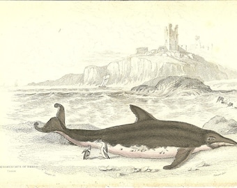 Grabado en madera de ballena coloreada a mano de 1837 - Decoración de pared con arte de biología marina vintage