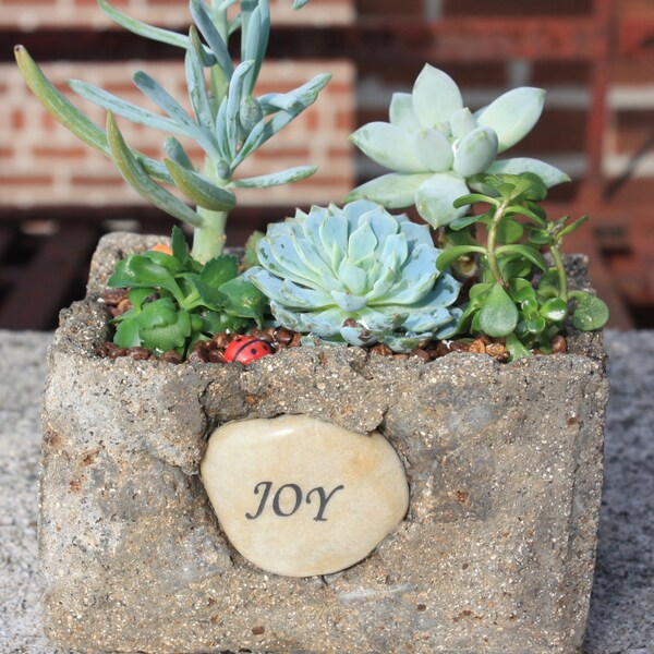 Elysium Garden - Rustic & Charming Collection of  Senecio, Echeveria, Pachyphytum, Sedum Plants in Hypertufa Planter