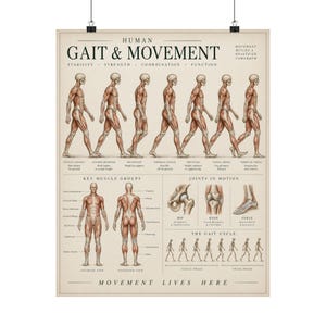May include: A beige educational poster titled Human Gait & Movement featuring anatomical illustrations of the human muscular system in motion. It displays a walking sequence, key muscle groups, joint mechanics, and the gait cycle with text labels.