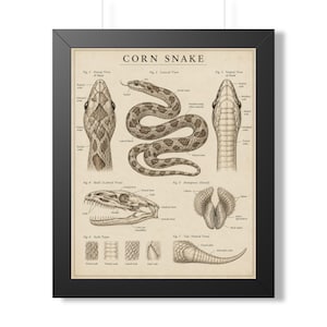 May include: A framed scientific poster titled CORN SNAKE featuring detailed anatomical illustrations. It displays seven figures including dorsal and ventral head views, a full body, a skull, hemipenis detail, scale types, and a tail view.