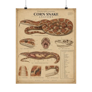 Peut inclure: Une affiche éducative au style vintage intitulée Corn Snake Anatomy, Pantherophis guttatus. Elle présente des illustrations détaillées d'un serpent des blés, incluant des vues externes, internes et squelettiques avec des légendes numérotées.