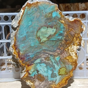May include: A polished slab of petrified wood featuring a vibrant color palette of turquoise, teal, golden yellow, and deep brown. The cross-section displays intricate organic ring patterns and mineralized textures throughout the stone surface.