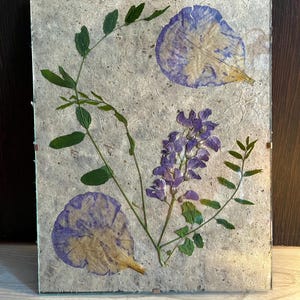 Op de afbeelding: Een rechthoekige glazen lijst met geperste botanische exemplaren op een gestructureerde, lichtgrijze papieren achtergrond. Het arrangement bevat twee grote, ronde, paars- en crèmekleurige bloemblaadjes, een centrale stengel met kleine paarse bloemen en groene bladeren.