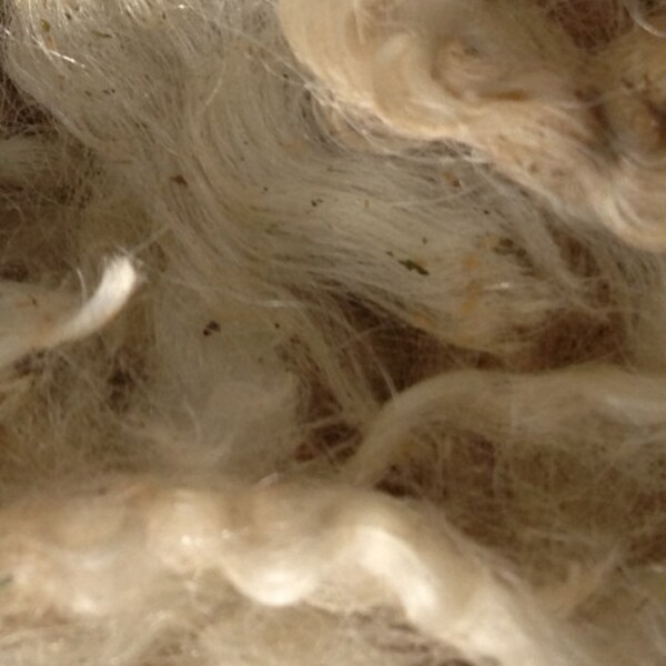 Teeswater wool fleece