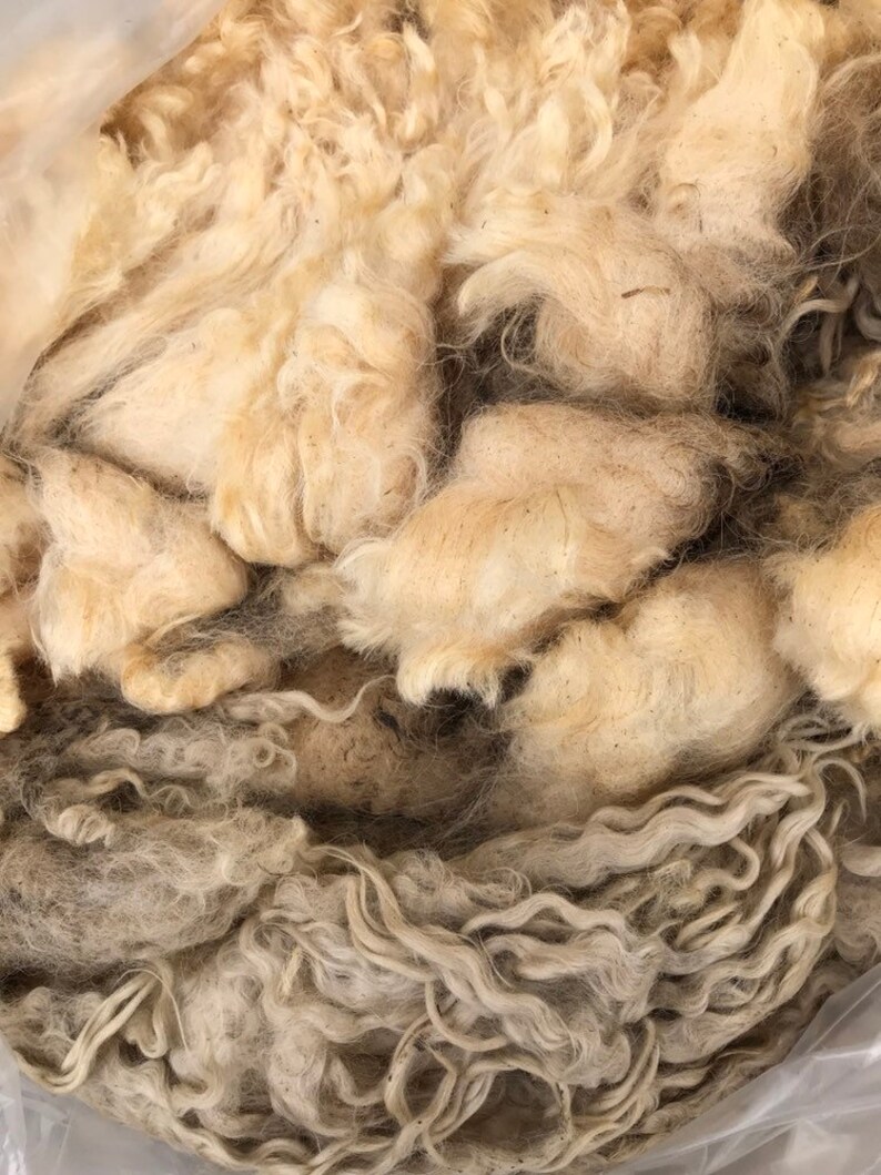 Teeswater fleece #4067
