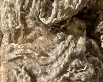 8005 Teeswater fleece