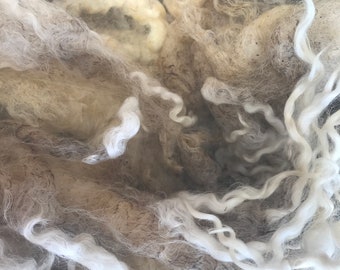 6049 Teeswater fleece 6.5-7.5”  7.6 lbs