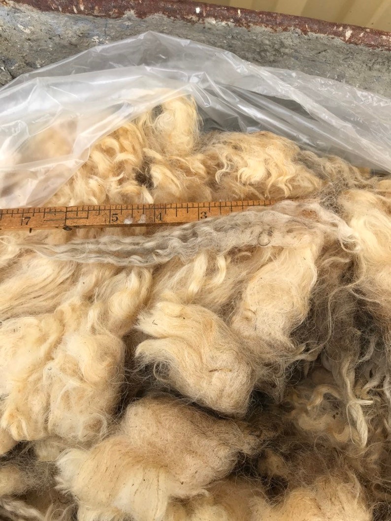 Teeswater fleece #4067