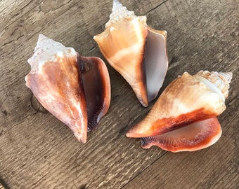 Conch Shell, Decorating with Shells, Fighting Conch shell, Florida Fighting conch shells for sale, Conch shell for beach shell decor