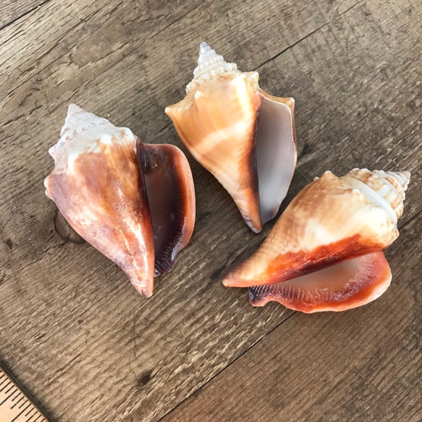Shells for Sale Etsy
