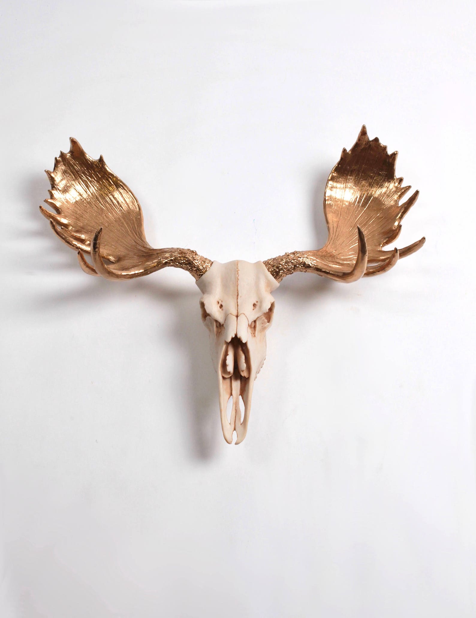Faux Moose Animal Skull the Moose Skull in Natural W/gold - Etsy