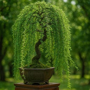 May include: A weeping bonsai tree with vibrant green, needle-like foliage cascading from a twisted, textured dark brown trunk. The tree is planted in a dark, rectangular ceramic pot with a mossy base, resting on a wooden pedestal.