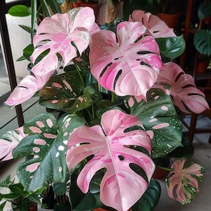May include: A Monstera plant featuring large, heart-shaped leaves with deep fenestrations. The foliage displays a striking variegated pattern with vibrant shades of bubblegum pink, creamy white, and deep forest green across the entire plant.