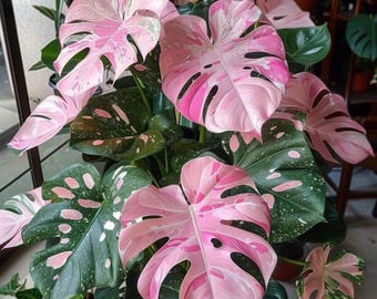 Hoya Pubicalyx RHP Outer Variegated Splash - Etsy