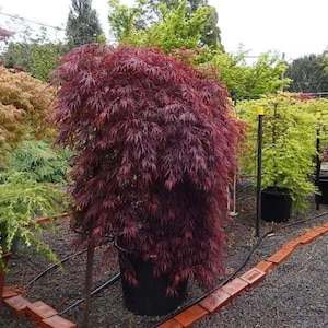 Può includere: Un acero giapponese con fogliame color bordeaux intenso e dall'aspetto simile al pizzo, piantato in un vaso da vivaio in plastica nera. L'albero presenta un portamento piangente con foglie finemente incise in un contesto di giardino.