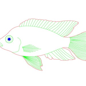 Cichlid Fish SVG