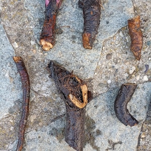 Puede incluir: Una colección de seis raíces vegetales cilíndricas de color marrón oscuro con piel rugosa y texturizada, y un interior fibroso de color claro. Las raíces varían en longitud y grosor, mostrando algunas signos de cosecha reciente y secciones transversales leñosas expuestas.