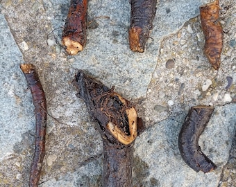 Vallört 5 rötter Bocking 14 från synergistisk odling Symphtum Officinalis