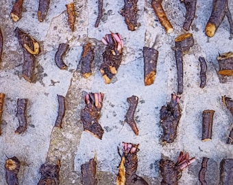 Beinwell 10 Wurzeln Bocking14 Beinwell aus dem Synergismusgarten Symphytum Officinali