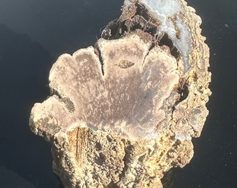 Blue Forrest Petrified Wood with Chalcedony paw