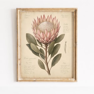 May include: A botanical print in a wooden frame featuring a large pink Protea cynaroides flower with green leaves. The cream-coloured background includes scientific text, labels, and a small diagram with a 4 cm measurement scale for the plant.