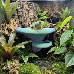 May include: A red-eyed tree frog sits atop a two-tiered, light blue and pink mushroom-shaped platform inside a terrarium. A smaller frog rests on the lower tier. The enclosure features green plants, moss, bark, and a small water dish.