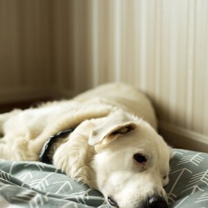 Puede incluir: Un perro blanco con un collar negro est&aacute; acostado en una cama con estampado gris y blanco. La cabeza del perro est&aacute; apoyada en la cama y sus ojos est&aacute;n cerrados.
