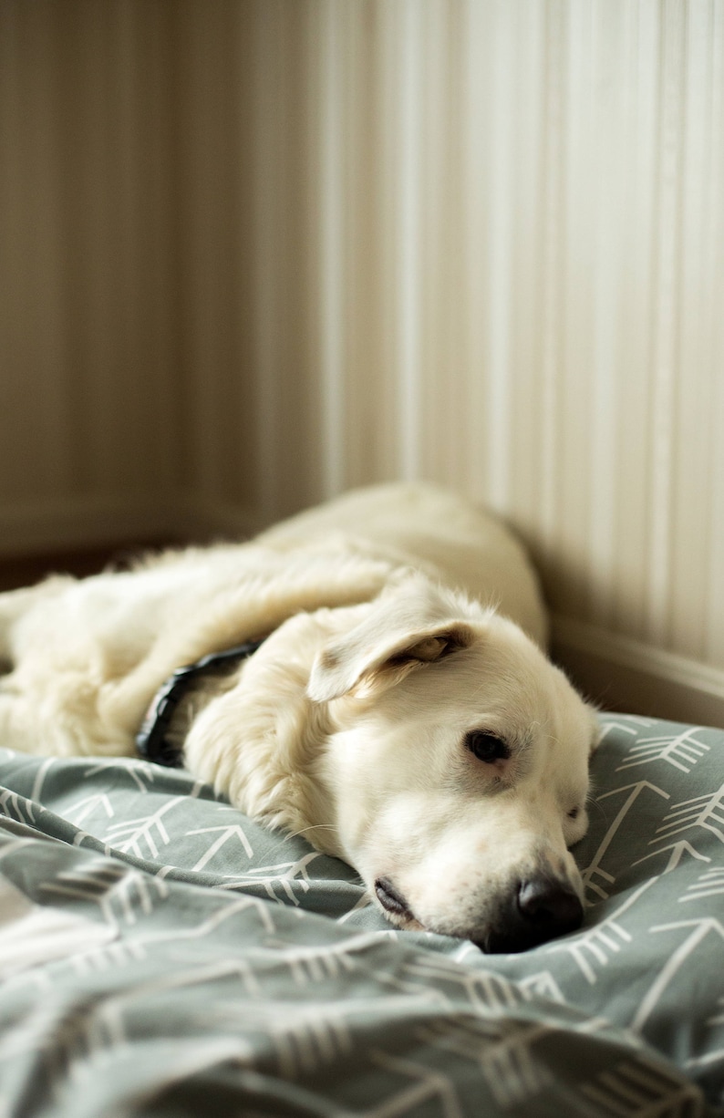 Puede incluir: Un perro blanco con un collar negro est&aacute; acostado en una cama con estampado gris y blanco. La cabeza del perro est&aacute; apoyada en la cama y sus ojos est&aacute;n cerrados.
