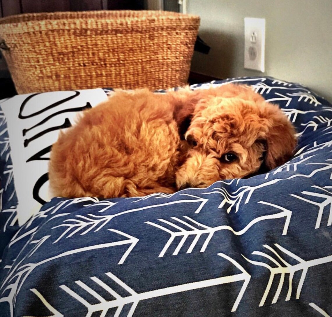 Dog Bed Cover Navy Arrow Dog Bed Personalized Dog Bed Etsy