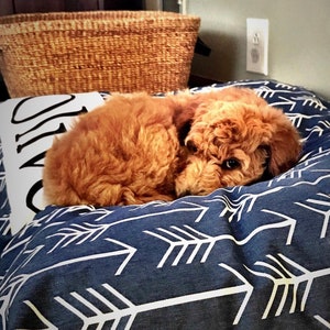 Puede incluir: Un perro peque&ntilde;o de color marr&oacute;n rojizo est&aacute; durmiendo en una cama para perros azul y blanca con un patr&oacute;n de flechas blancas. El perro est&aacute; enroscado en una bola con la cabeza apoyada en sus patas.