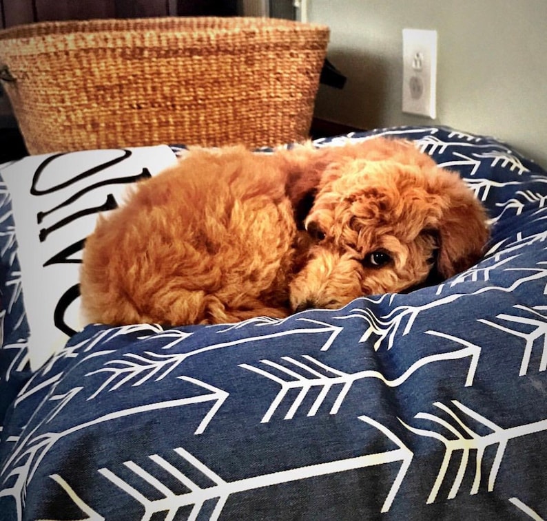 Puede incluir: Un perro peque&ntilde;o de color marr&oacute;n rojizo est&aacute; durmiendo en una cama para perros azul y blanca con un patr&oacute;n de flechas blancas. El perro est&aacute; enroscado en una bola con la cabeza apoyada en sus patas.