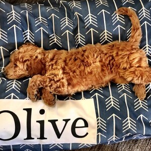 Puede incluir: Un perro marr&oacute;n y blanco durmiendo en una cama para perros azul y blanca con una etiqueta personalizada blanca que dice "Olive".