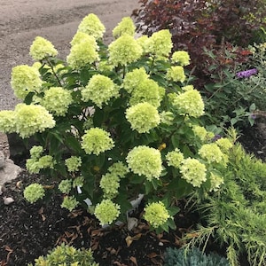 May include: A hydrangea paniculata shrub featuring numerous large, cone-shaped flower clusters in a vibrant lime green color. The plant has dense, dark green foliage and is situated in a garden bed with dark mulch and surrounding greenery.