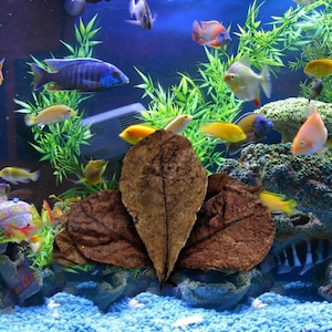 Puede incluir: Tres hojas secas, marrones y de forma ovalada dispuestas en abanico, situadas en primer plano de un acuario lleno de grava azul, plantas acuáticas verdes, varios peces tropicales coloridos y una estructura rocosa al fondo.