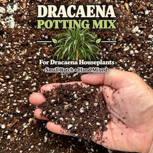 May include: A dark brown potting mix with white perlite particles. The text reads: DRACAENA POTTING MIX, For Dracaena Houseplants, Small Batch, Hand Mixed. An illustration of a green and yellow Dracaena plant is centered above the text.