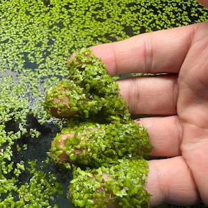 May include: A cluster of small, vibrant green duckweed plants floating on the surface of dark water. The tiny, oval-shaped leaves are densely packed together, forming a thick, textured mat of aquatic vegetation that covers the water's surface.