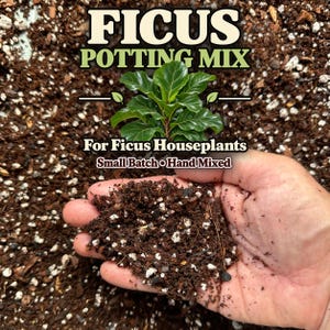 May include: A dark brown potting mix with white perlite particles, featuring text that reads FICUS POTTING MIX, For Ficus Houseplants, and Small Batch Hand Mixed, centered above a small green ficus plant with glossy leaves.