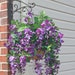 see more listings in the Hanging Basket section