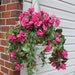 see more listings in the Hanging Basket section