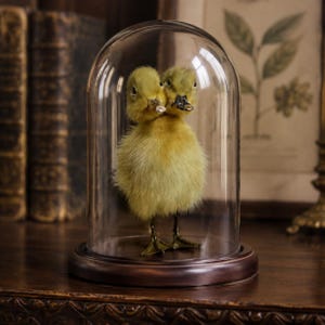 May include: A taxidermy two-headed yellow duckling standing inside a clear glass dome cloche. The dome features a smooth, dark brown circular wooden base. The duckling has fluffy yellow down feathers, two distinct heads, and dark webbed feet.