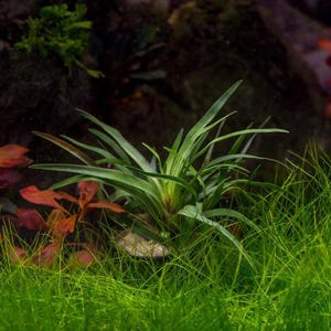 May include: A cluster of long, pointed green leaves centered in an aquarium, surrounded by vibrant red aquatic plants and a dense carpet of fine, bright green grass-like foliage, with a small orange fish visible in the background.