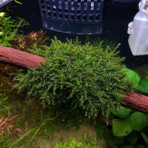 Puede incluir: Un denso y vibrante grupo de musgo acuático verde sujeto a un trozo de madera flotante texturizada de color marrón rojizo. El musgo presenta tallos finos y ramificados, sumergido en un acuario claro con otras plantas acuáticas visibles.
