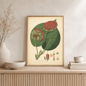 Vintage Botanical Illustration Canvas, Red Flower Cluster Art, Green Leaf Wall Decor, Classic Nature Print Canvas